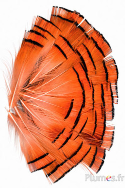 Goldfasan - 4-6 cm - goldorange-lachsrosa